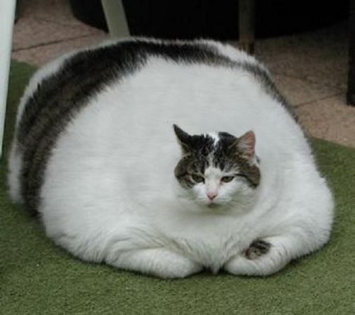 fat